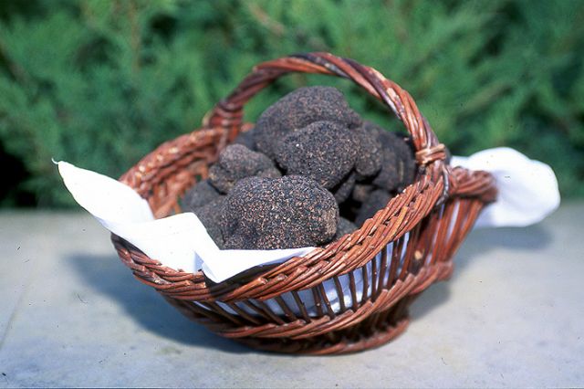 Dordogne en camping car : truffes